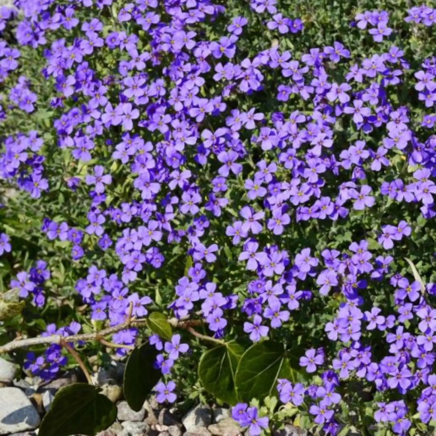Aubrieta 'Hamburger Stadtpark' – Nahaufnahme.