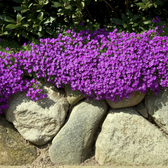 Aubrieta 'Hamburger Stadtpark' – Detailaufnahme der Pflanze.