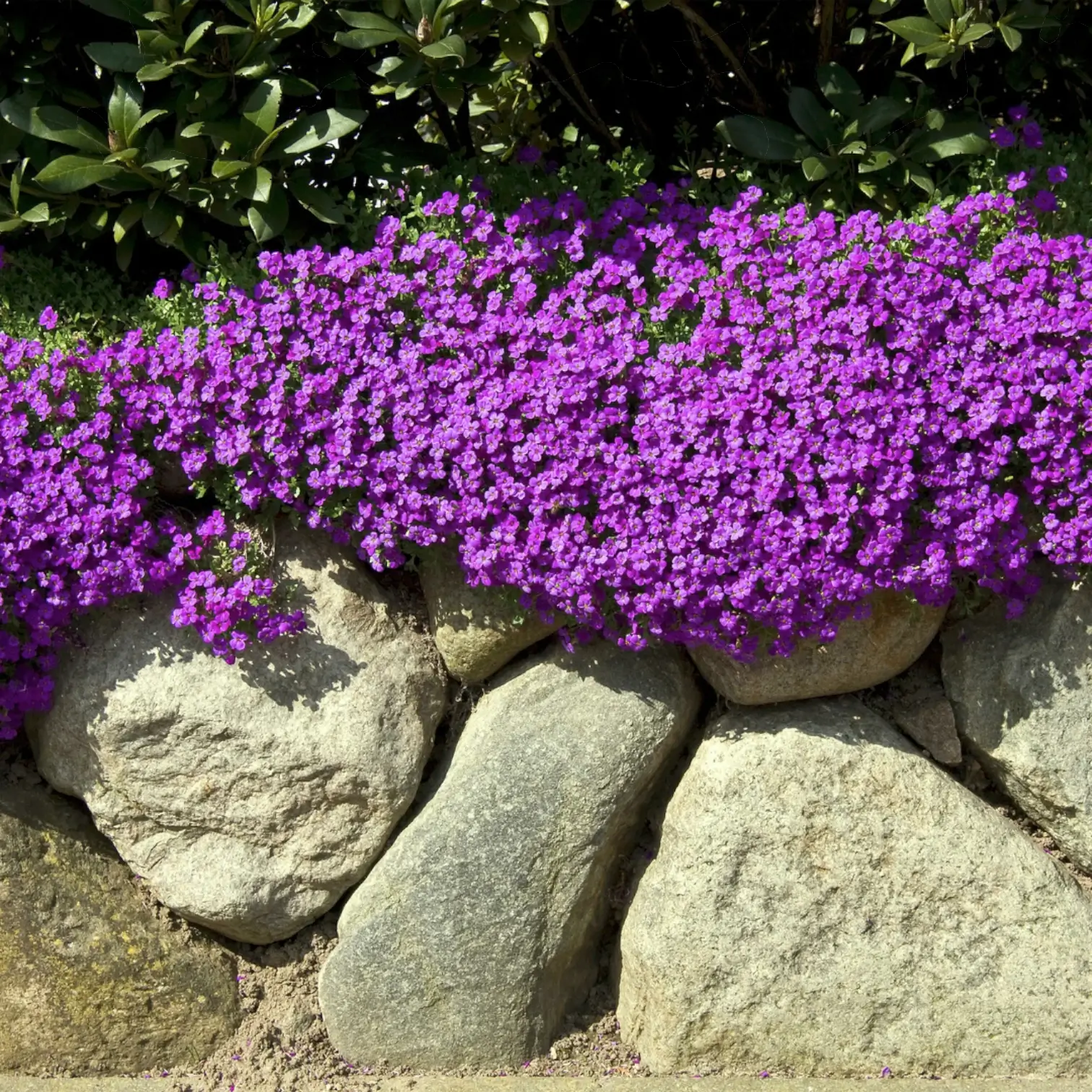 Aubrieta 'Hamburger Stadtpark' – Detailaufnahme der Pflanze.
