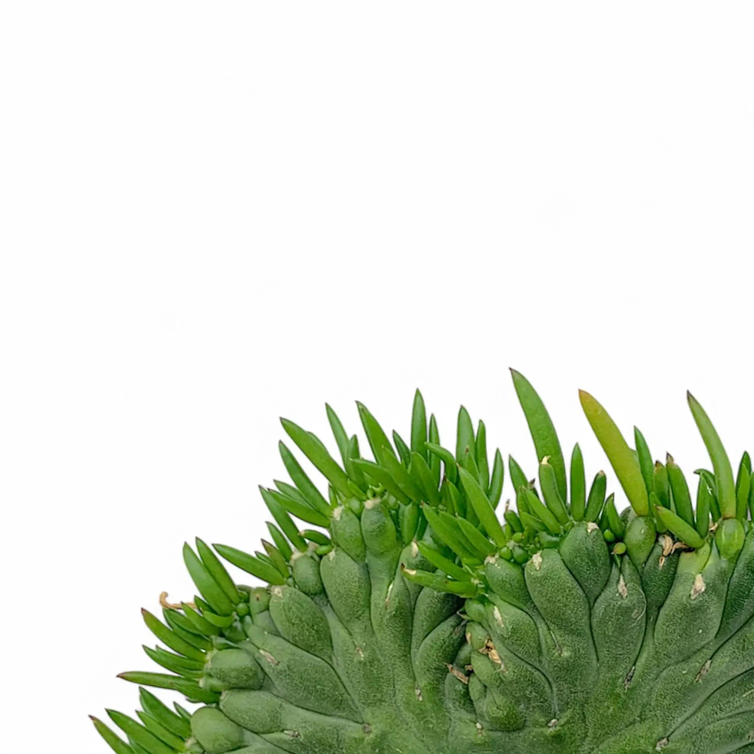 Nahaufnahme von Austrocylindropuntia subulata f. cristata vor weißem Hintergrund.
