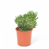 Austrocylindropuntia subulata f. cristata – Zimmerpflanze im Kulturtopf auf weißem Hintergrund, Produktfoto 2.