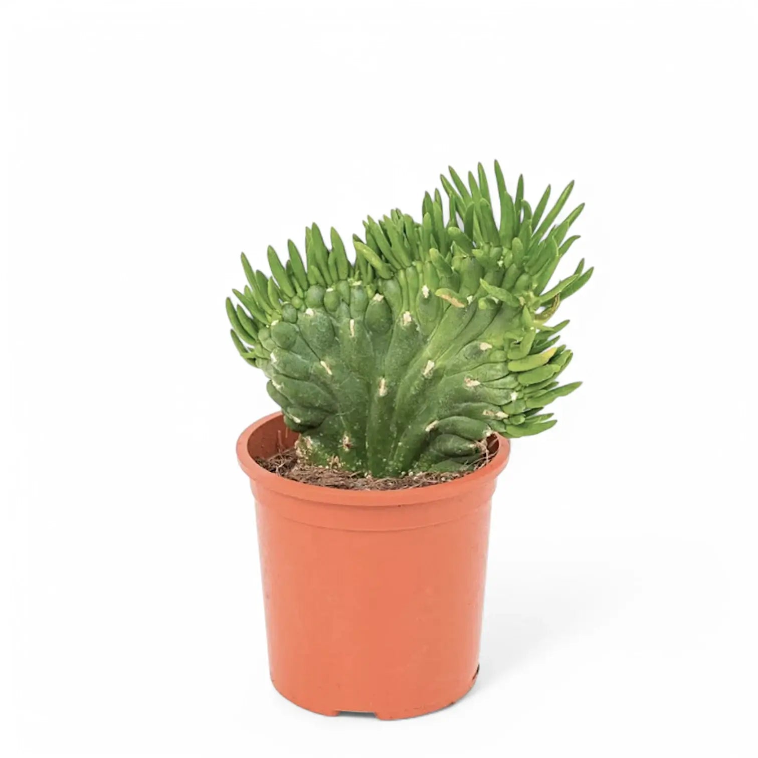 Austrocylindropuntia subulata f. cristata – Zimmerpflanze im Kulturtopf auf weißem Hintergrund, Produktfoto 2.