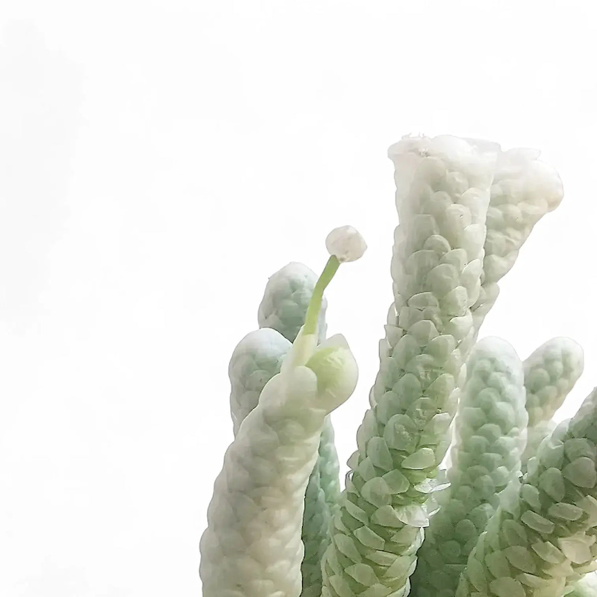 avonia succulent Avonia papyracea – White-Papery Dwarf Succulent