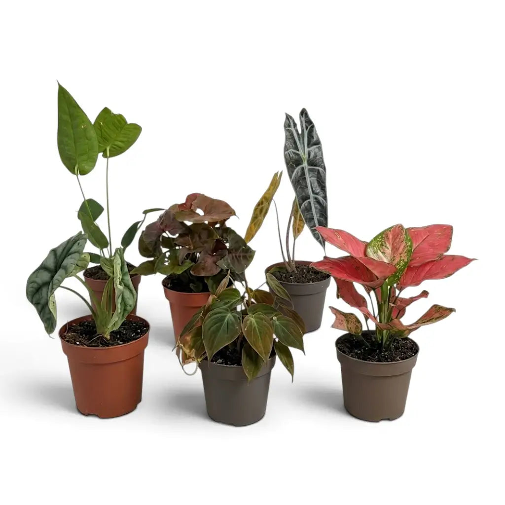 Six assorted potted houseplants with green, patterned and variegated foliage