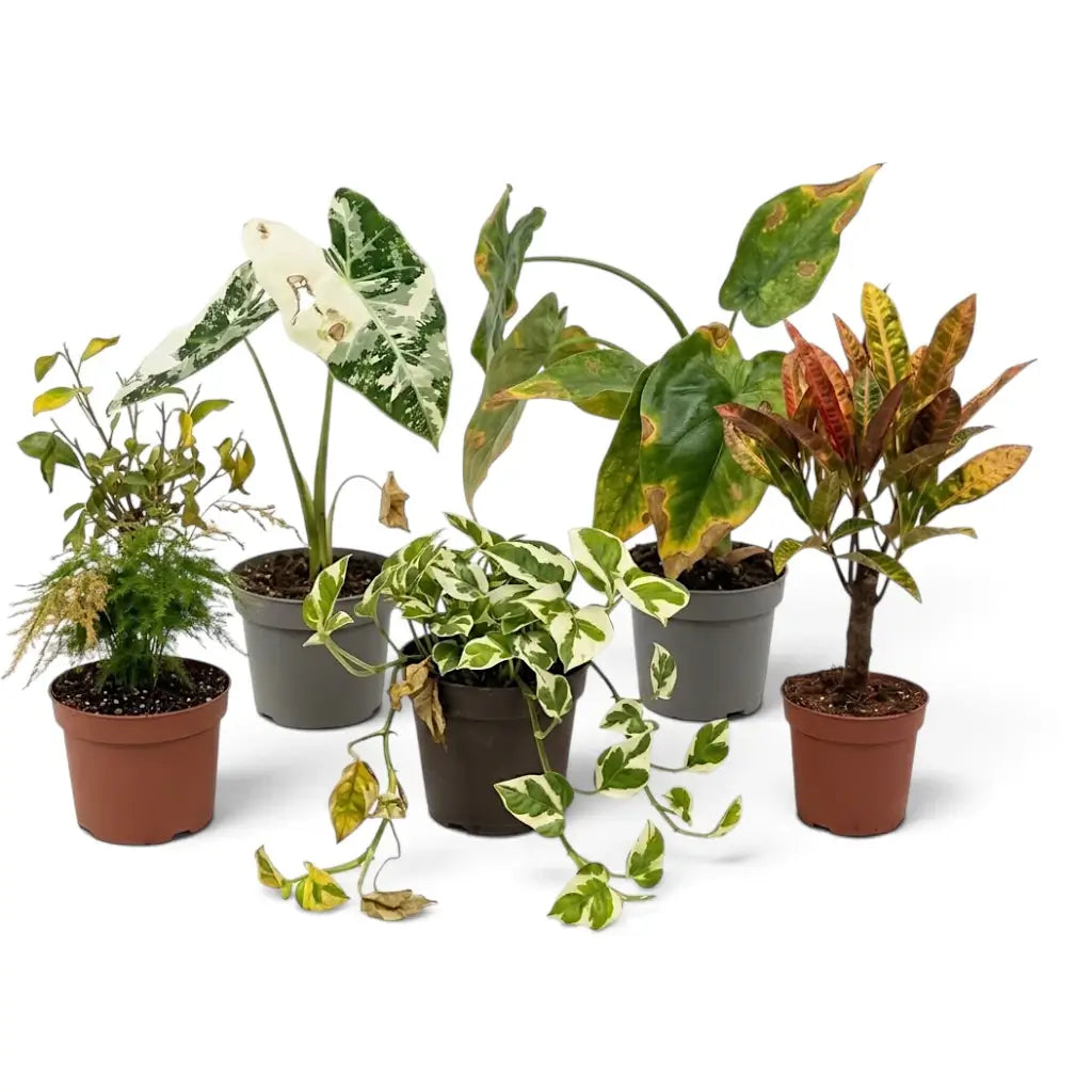 Six assorted potted houseplants with green, white-variegated and red-toned foliage