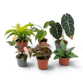 Six assorted potted houseplants with green, pink and dark-veined foliage