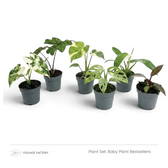 Six mixed Baby Plant Bestsellers lined up in grey nursery pots