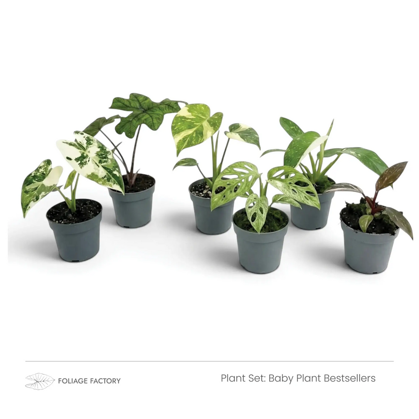 Six mixed Baby Plant Bestsellers lined up in grey nursery pots