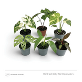Baby Plant Bestsellers plant set with six mixed young plants grouped in grey nursery pots