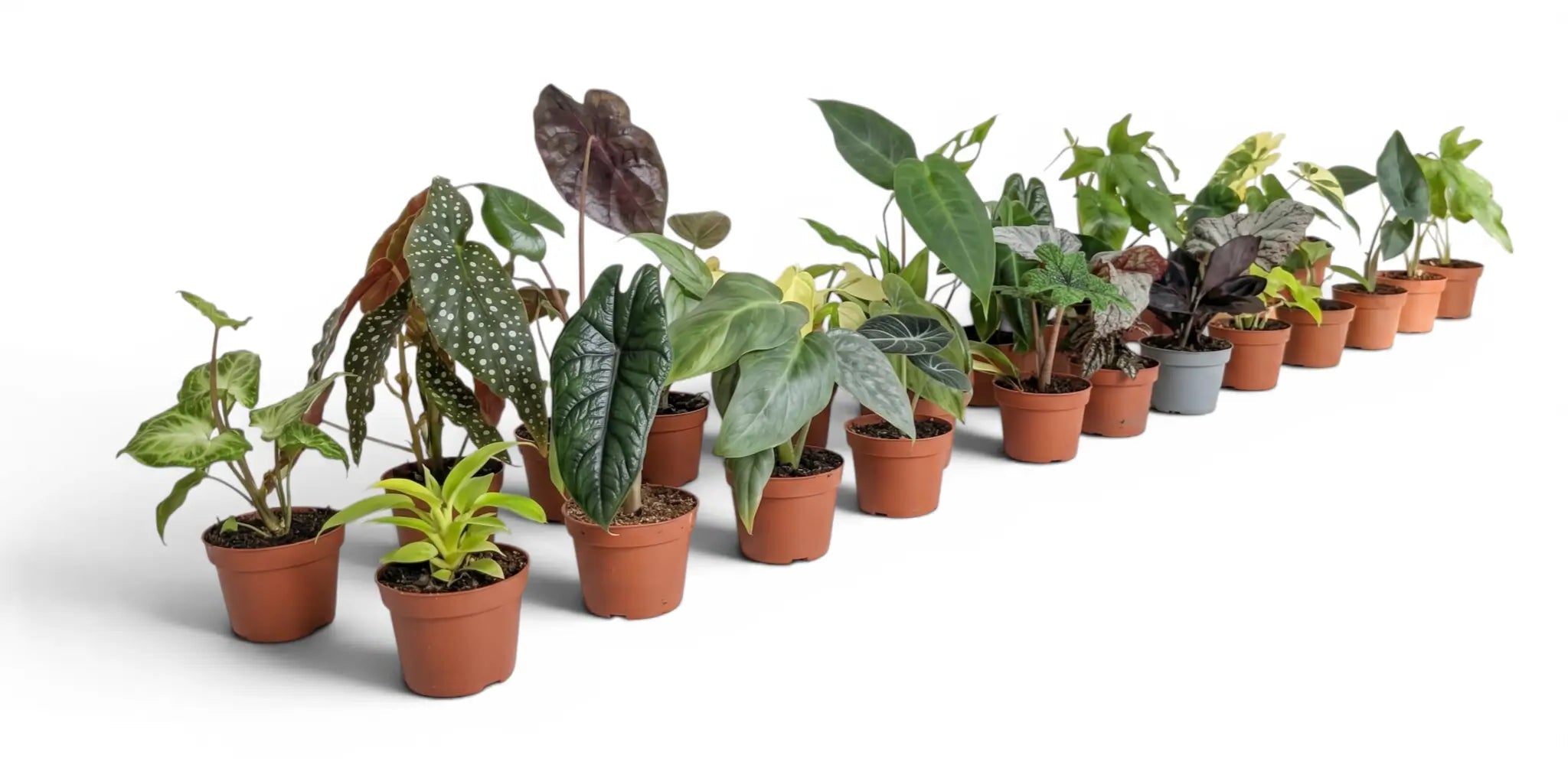 Row of various potted baby plants (starter plants) on a white background