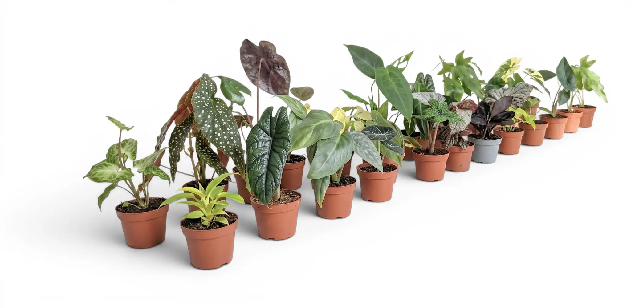 Row of various potted baby plants (starter plants) on a white background