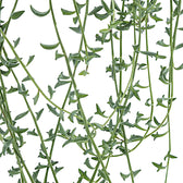 Bacurio delphinatifolius (Senecio peregrinus) close-up of leaf on white background.