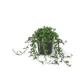 Bacurio delphinatifolius (Senecio peregrinus) potted plant in nursery pot on white background.