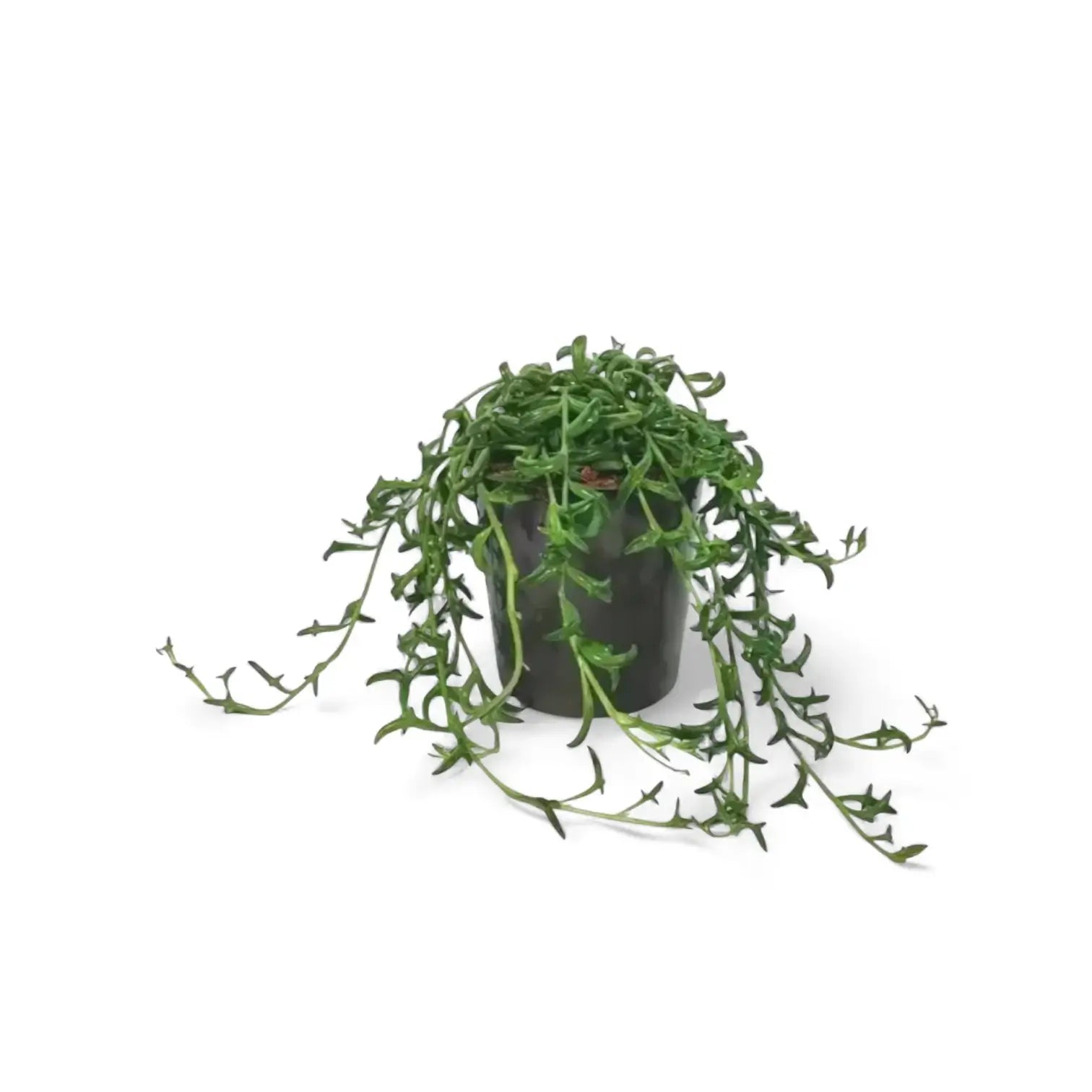 Bacurio delphinatifolius (Senecio peregrinus) potted plant in nursery pot on white background.