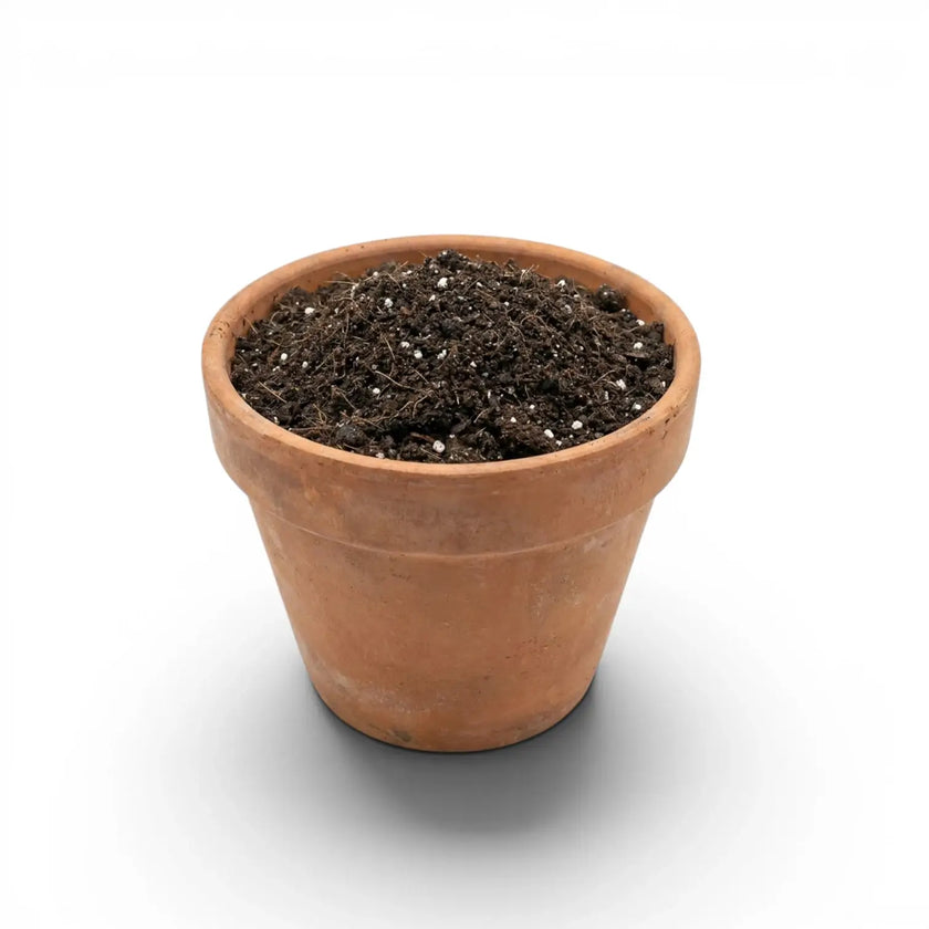 Terracotta pot with base potting mix on a white background
