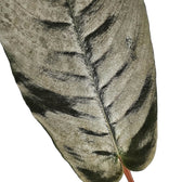 Schismatoglottis metallica – Blattdetail vor weißem Hintergrund..