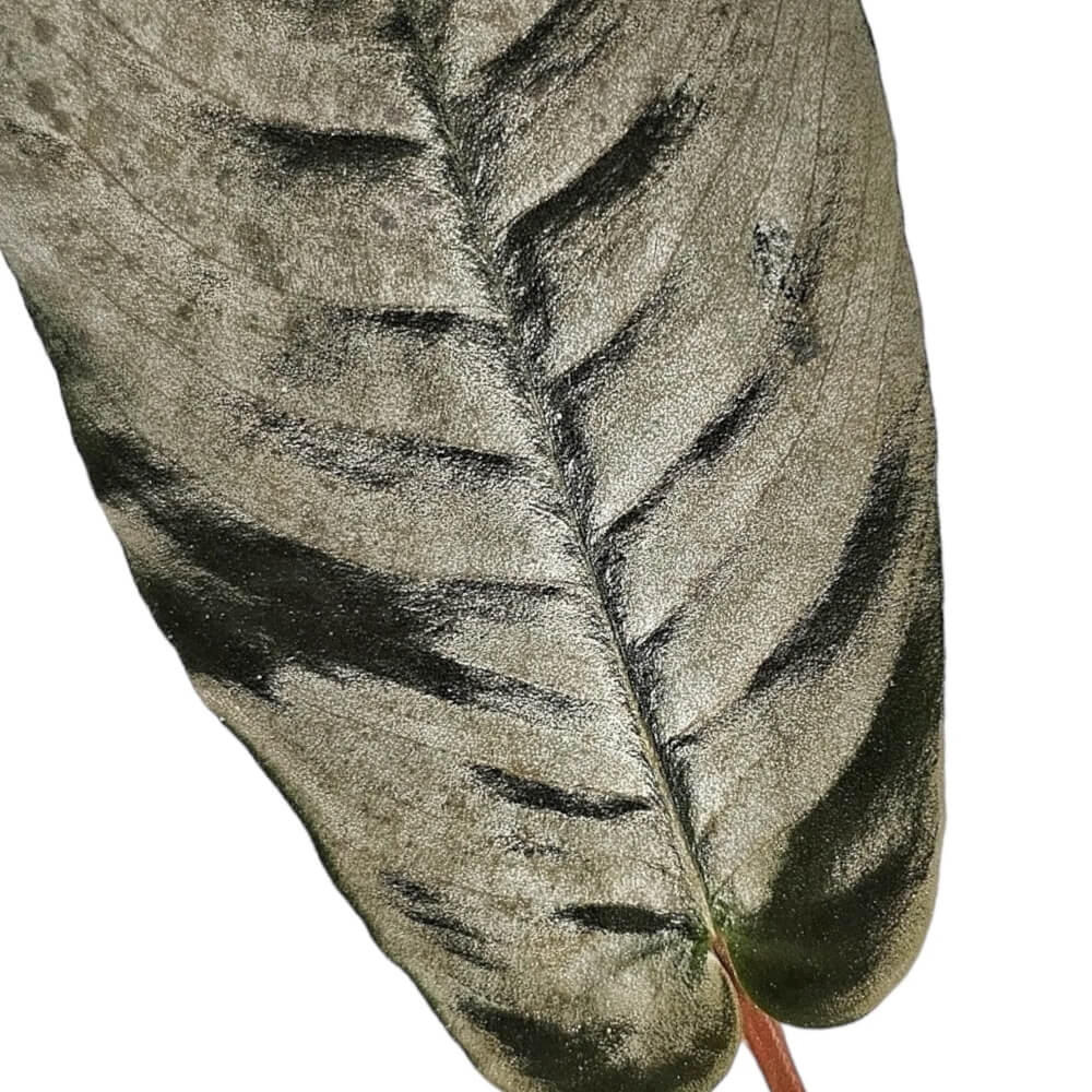 Schismatoglottis metallica – Blattdetail vor weißem Hintergrund..