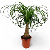 Beaucarnea recurvata potted plant in nursery pot on white background.