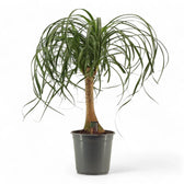 Beaucarnea recurvata potted plant in nursery pot on white background.