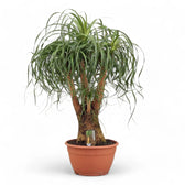 Beaucarnea recurvata potted plant in nursery pot on white background.