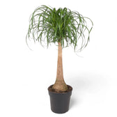 Beaucarnea recurvata potted plant in nursery pot on white background.