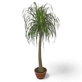 Beaucarnea recurvata potted plant in nursery pot on white background.