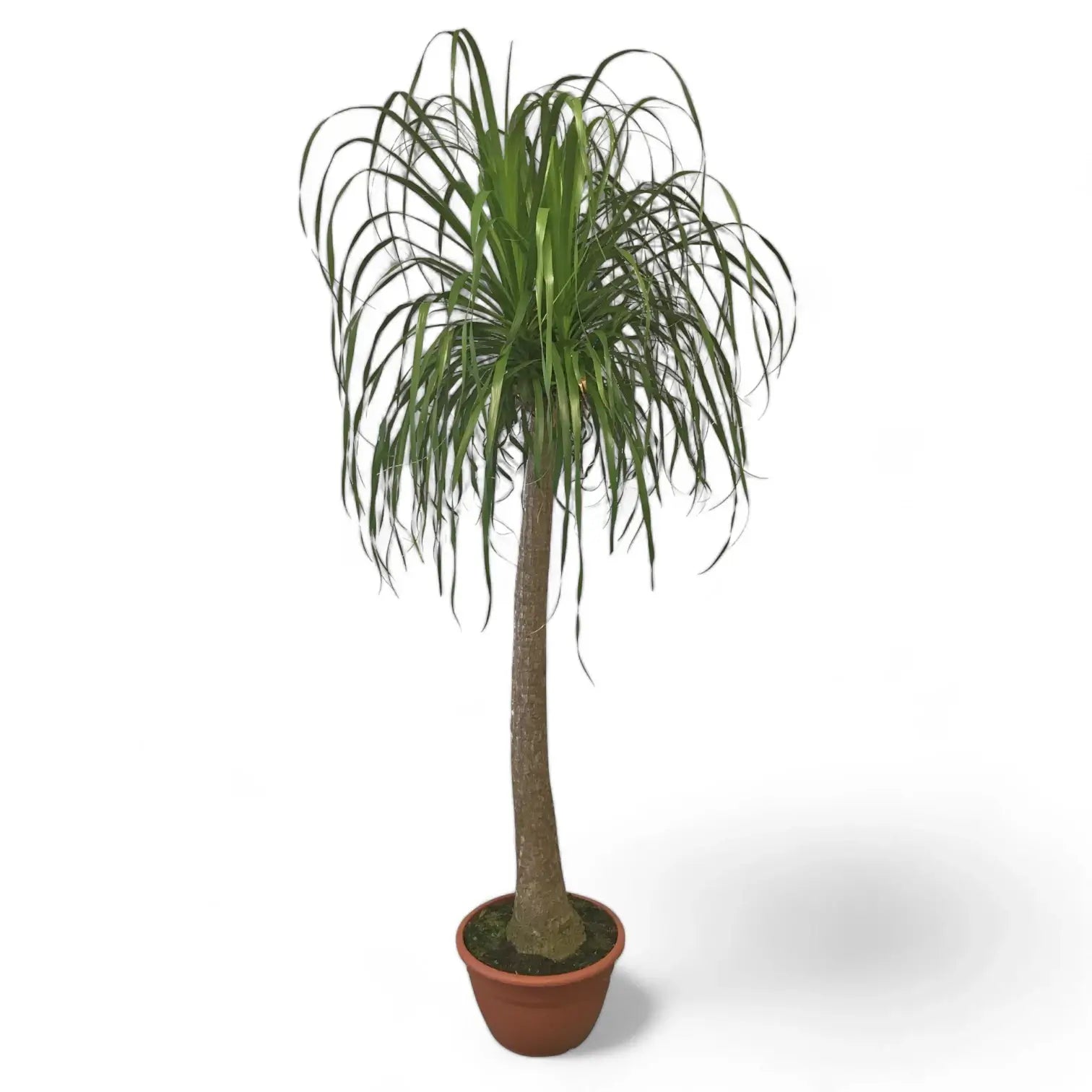 Beaucarnea recurvata potted plant in nursery pot on white background.