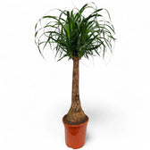 Beaucarnea recurvata potted plant in nursery pot on white background.
