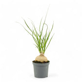 Beaucarnea recurvata potted plant in nursery pot on white background.