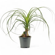 Beaucarnea recurvata potted plant in nursery pot on white background.