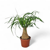 Beaucarnea recurvata potted plant in nursery pot on white background.