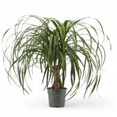 Beaucarnea recurvata potted plant in nursery pot on white background.