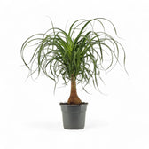 Beaucarnea recurvata potted plant in nursery pot on white background.