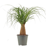 Beaucarnea recurvata potted plant in nursery pot on white background.