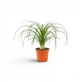 Small Beaucarnea recurvata baby plant in a nursery pot on white background