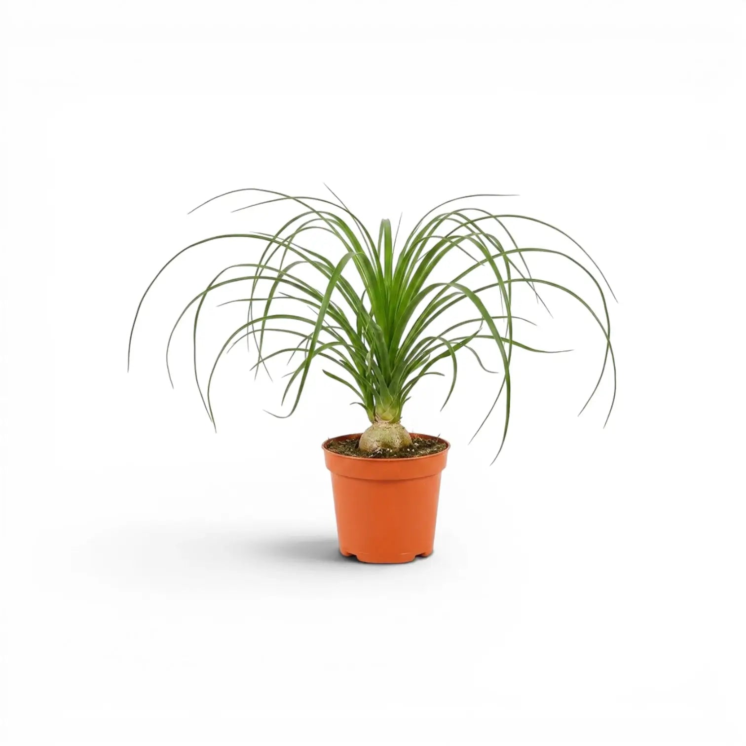 Small Beaucarnea recurvata baby plant in a nursery pot on white background