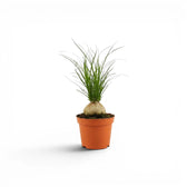 Small Beaucarnea recurvata baby plant in a nursery pot on white background