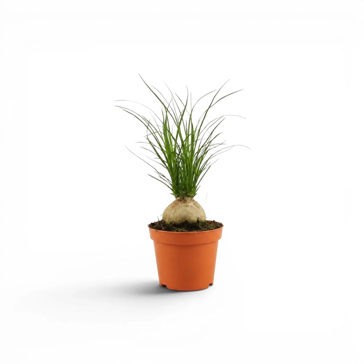 Small Beaucarnea recurvata baby plant in a nursery pot on white background