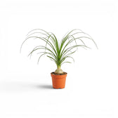 Small Beaucarnea recurvata baby plant in a nursery pot on white background