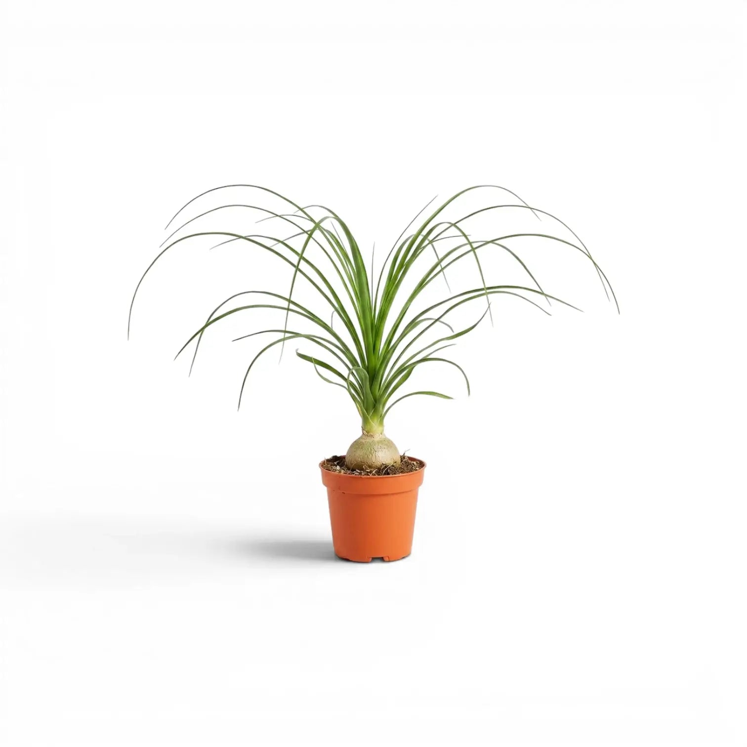 Small Beaucarnea recurvata baby plant in a nursery pot on white background