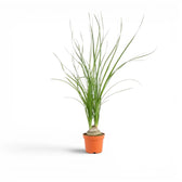 Small Beaucarnea recurvata baby plant in a nursery pot on white background