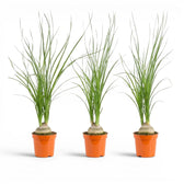 Small Beaucarnea recurvata baby plant in a nursery pot on white background