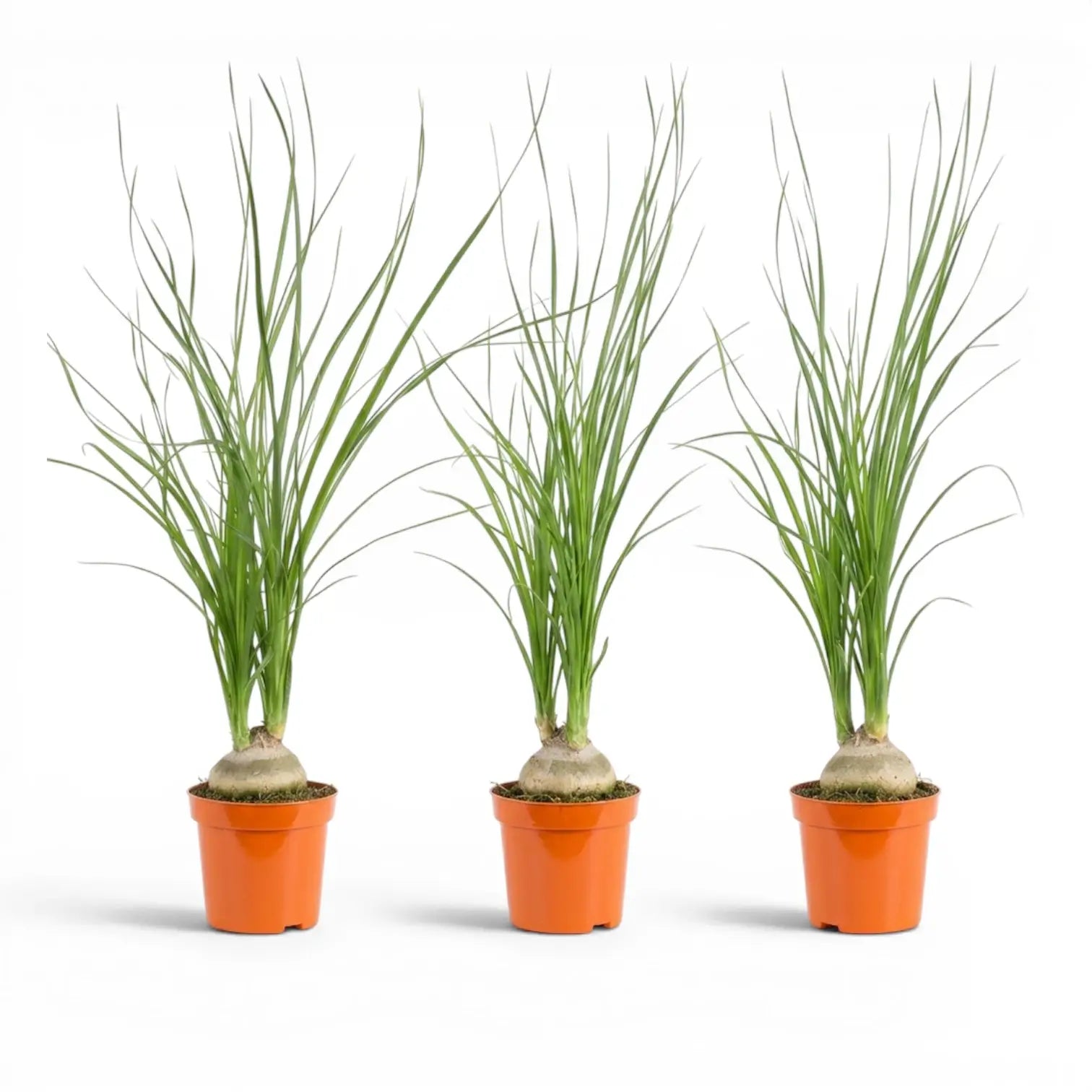 Small Beaucarnea recurvata baby plant in a nursery pot on white background