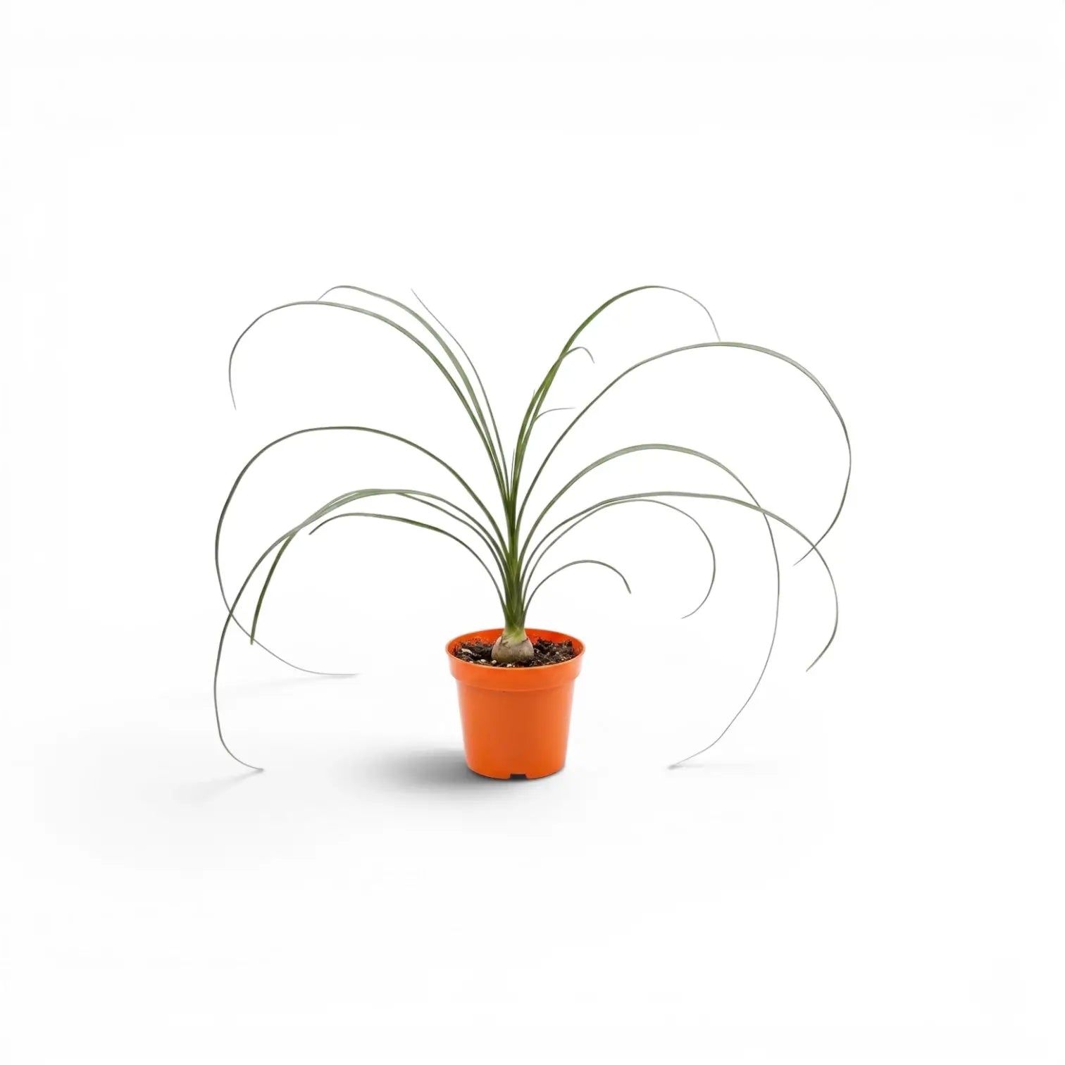 Beaucarnea recurvata baby plant in a nursery pot on white background