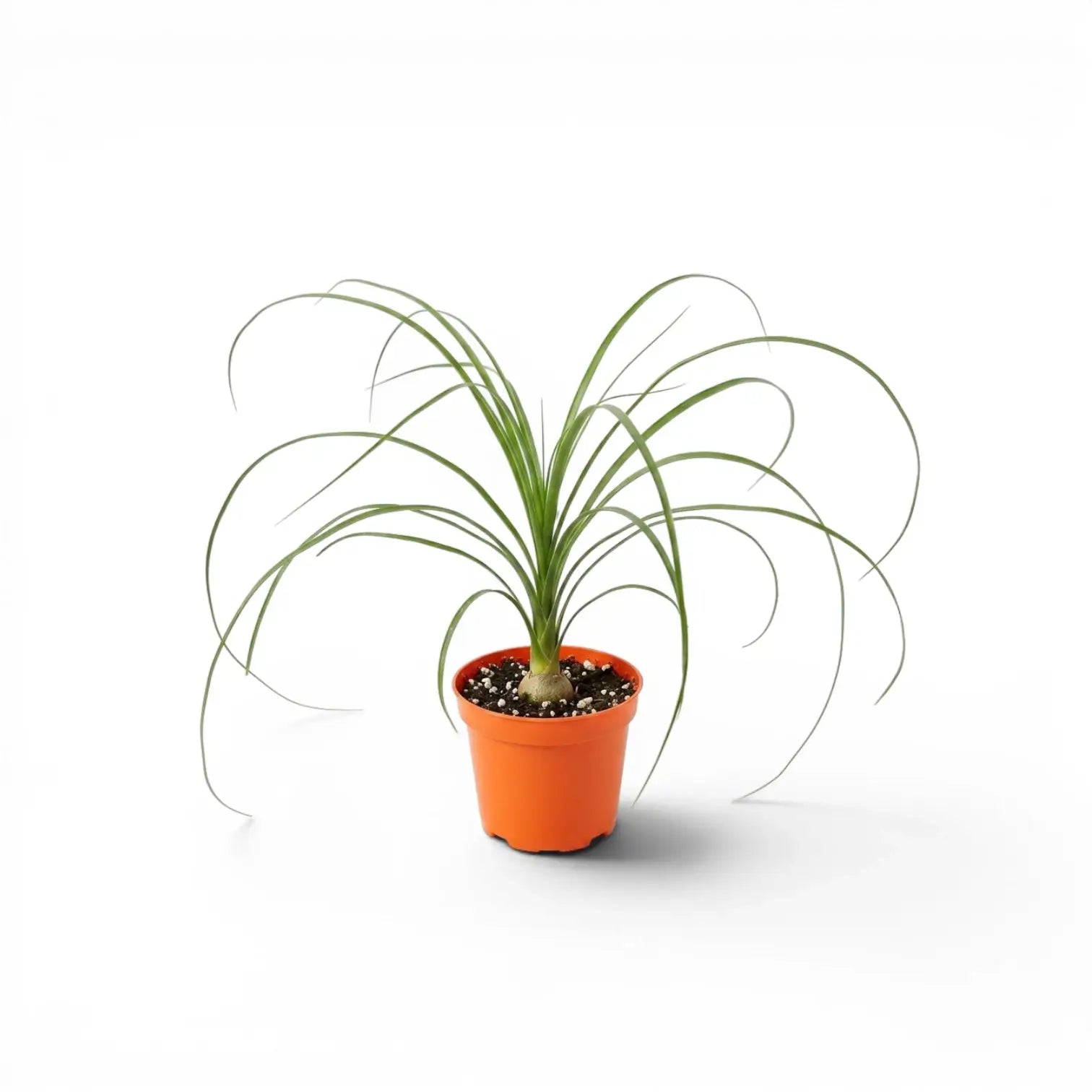 Beaucarnea recurvata baby plant in a nursery pot on white background