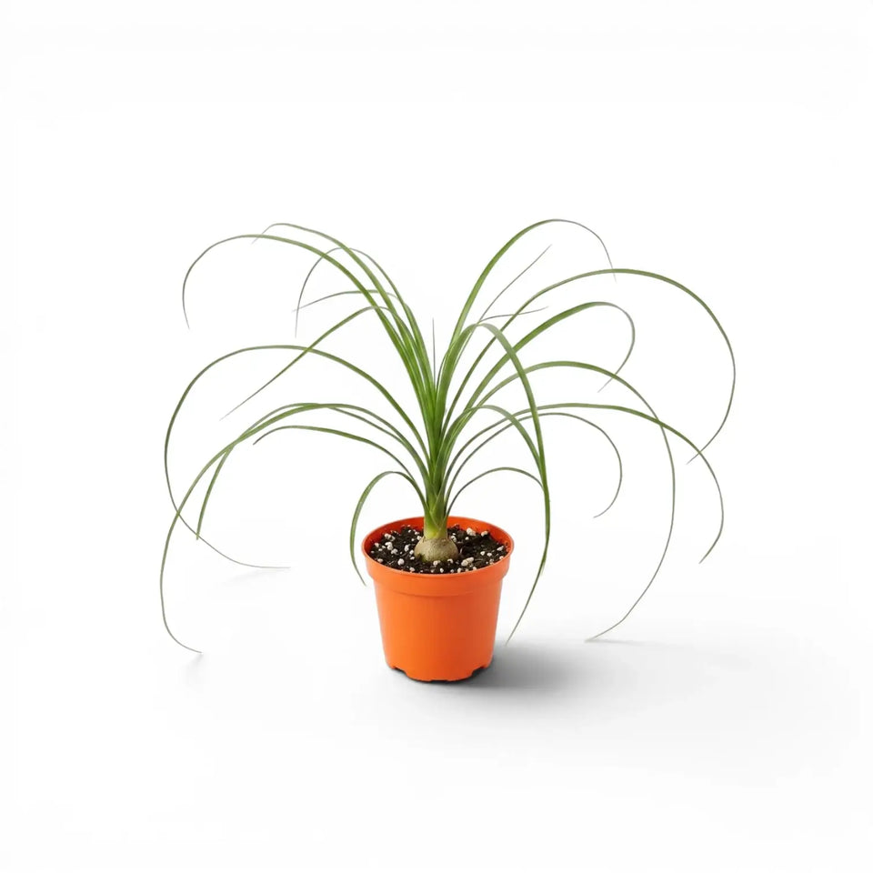 Small Beaucarnea recurvata plant in a black nursery pot on a white background