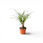 Beaucarnea recurvata baby plant in a nursery pot on white background