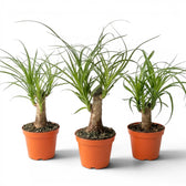 Beaucarnea recurvata baby plant in a nursery pot on white background