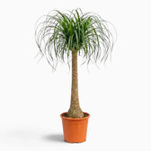 Beaucarnea recurvata extra-large plant with a swollen base and long, arching leaves