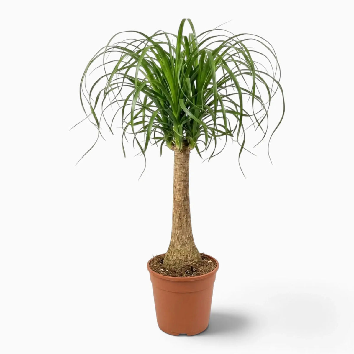 Beaucarnea recurvata extra-large plant with a swollen base and long, arching leaves